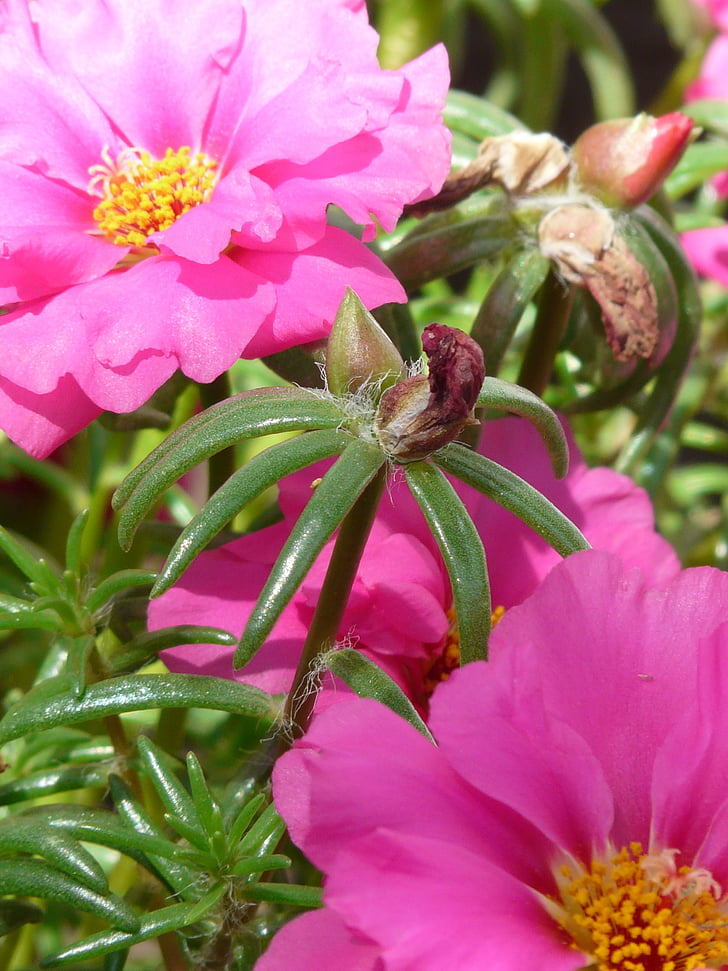 Portulaca grandiflora, portulakgewaechs, PORTULACACEAE, augalų, gėlė, žiedų, žydėti