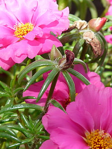 portulaca grandiflora, portulakgewaechs, portulacaceae, растителна, цвете, Блосъм, Блум