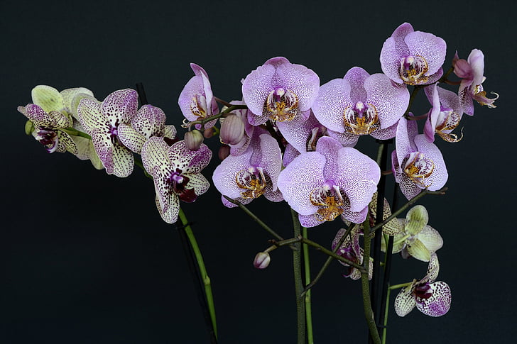orquídies, flors, flor, flor, violeta blanc, flor d'orquídia, porpra