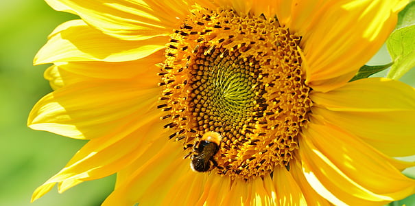 sun flower, hummel, summer, garden, blossom, bloom, yellow