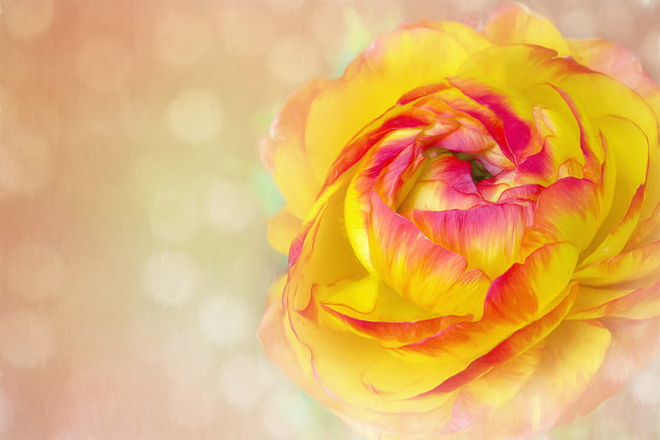 image, flower, blossom, bloom, ranunculus, petals, yellow red