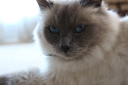 birman, ochi albastri, pisica, Close-up, portret, feline, animale