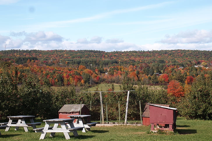 Apple, Orchard, Vermont makanan, merah, pohon, musim gugur, pertanian