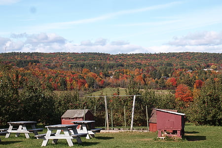 Alma, gyümölcsös, Vermont élelmiszer, piros, fa, őszi, Farm