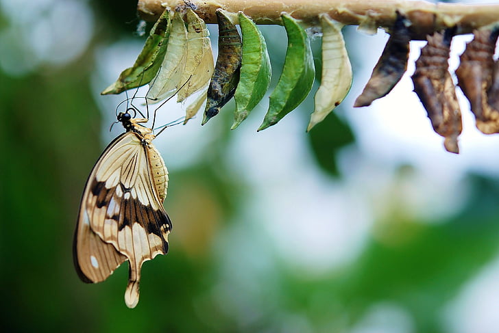 brun, vit fjäril, fjärilar, färgglada, insekt, naturen, djur