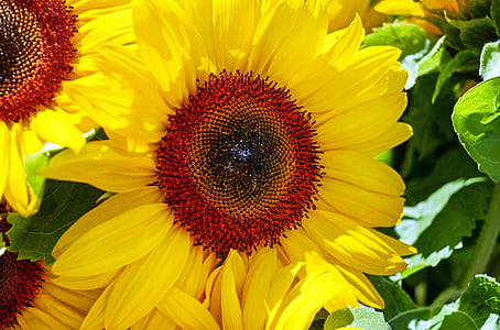 sun flower, flower, blossom, bloom, flowers, yellow, plant