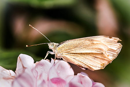 ling kecil kubis putih, Pieris rapae, kupu-kupu, kupu-kupu, serangga, duduk di bunga, basah