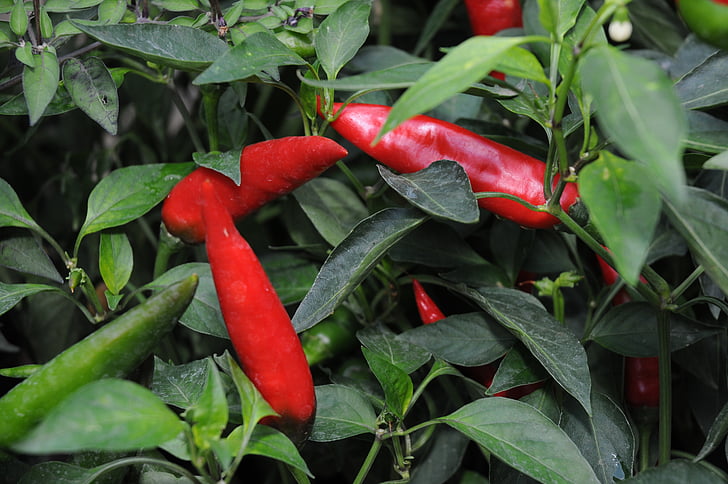 chili peppar, Plantation, Serra