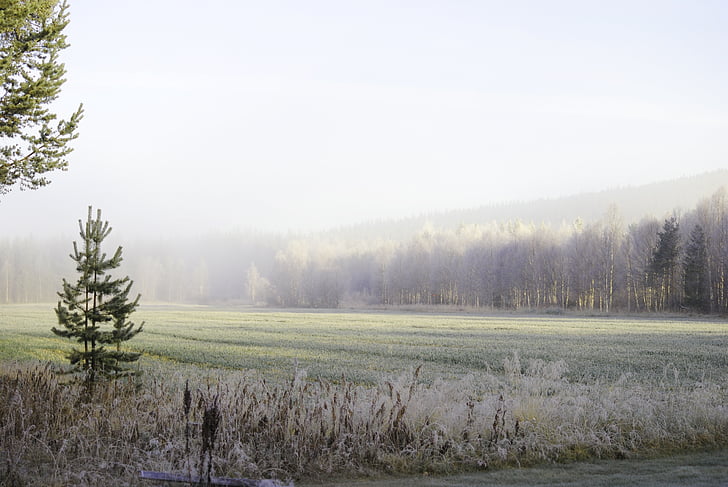 природата, мъгла, изгрев, Швеция, пейзажи, гора, сутрин