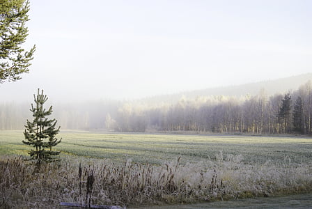 φύση, ομίχλη, Ανατολή ηλίου, Σουηδία, τοπία, δάσος, το πρωί