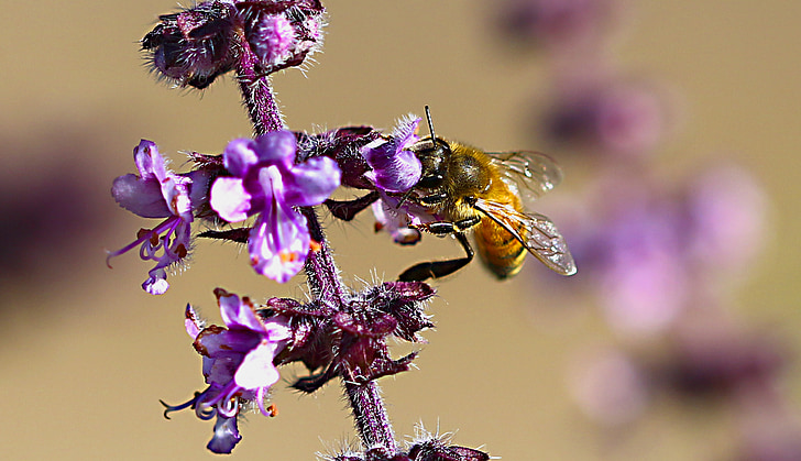 Bee, makro, blomma, pollen, skönhet, samlar in nektar, naturen