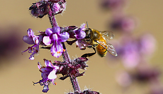 пчела, макрос, цвете, цветен прашец, красота, събира нектар, природата