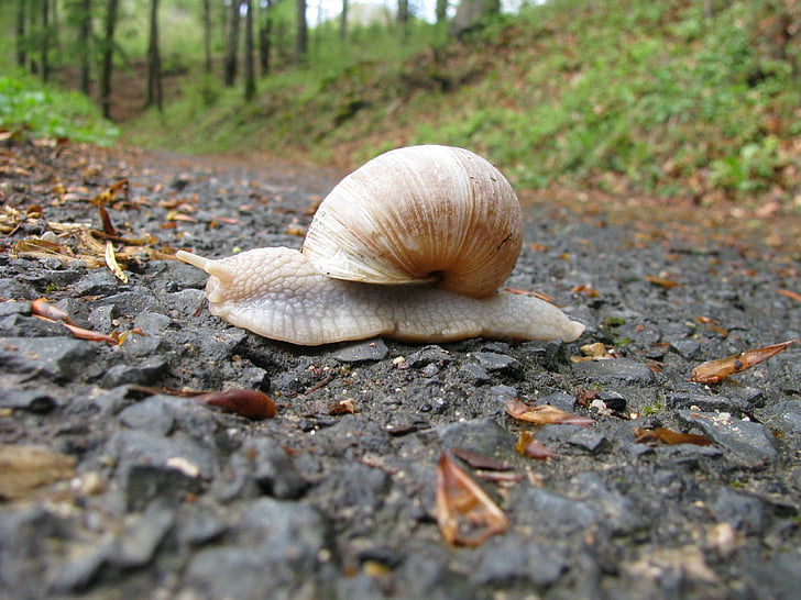 snail, forest path, slowly, one animal, nature, animal themes, gastropod