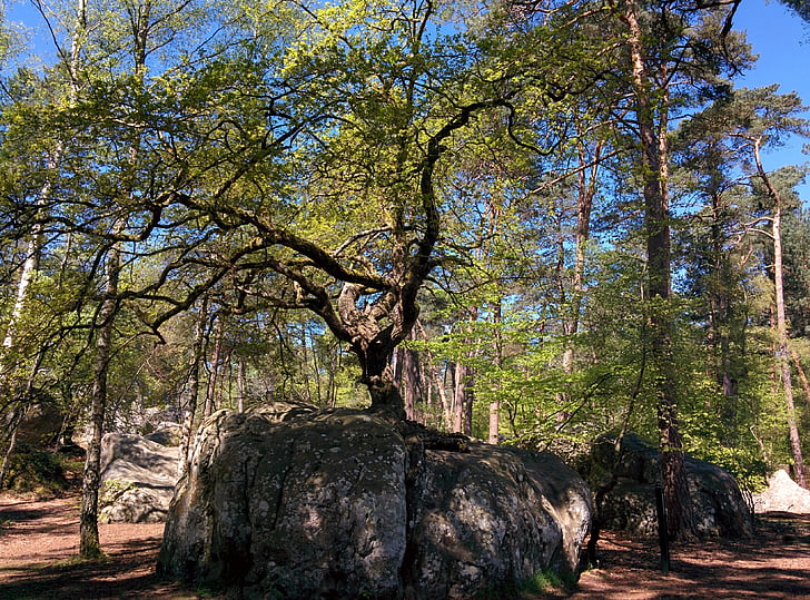 roble de Bonsai, roca de Canon, roble, bosque de Fontainebleau, bosque, Fontainebleau, árbol