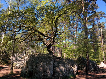 Carvalho de bonsai, pedra de Canon, Carvalho, floresta de Fontainebleau, floresta, Fontainebleau, árvore