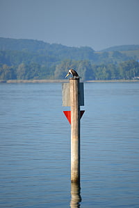 Heron, pták, Bodamské jezero, výhledem na jezero, jezero, voda, kmen