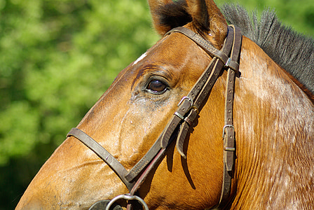 horse, flange, horseback riding, dressage, animal, brown, stallion