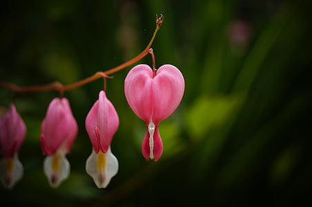 flor, corazón, sangrado, de San Valentín, naturaleza, flora, forma