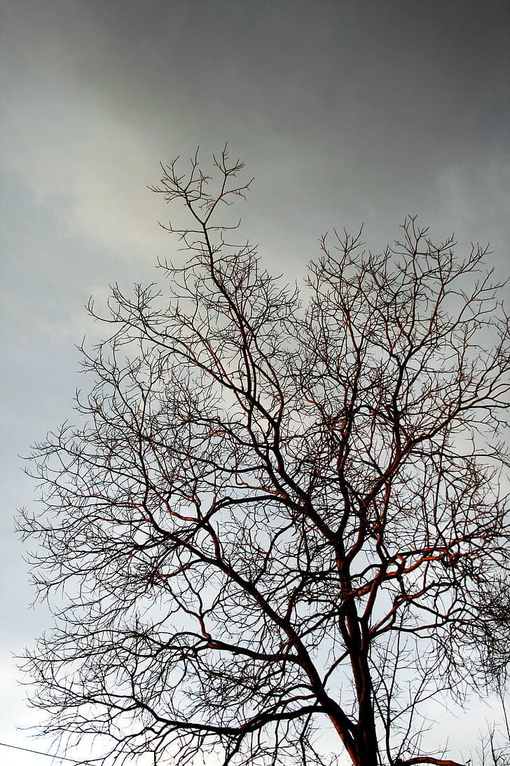bare branches, tree, branches, twigs, bare, grey, winter