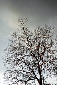 cabang-cabang yang telanjang, pohon, cabang, ranting, telanjang, abu-abu, musim dingin