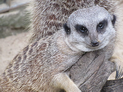 Meerkat, jardim zoológico, preguiçoso, preocupações