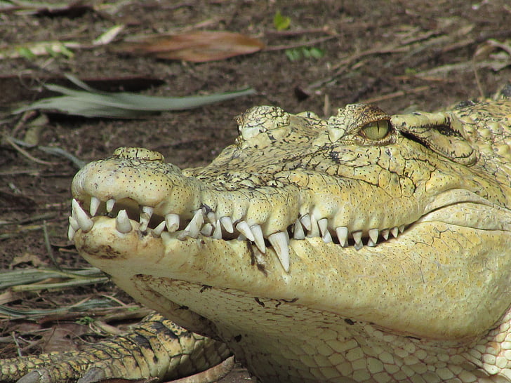 crocodile, wild, reptile, zoo, animal, eye, head