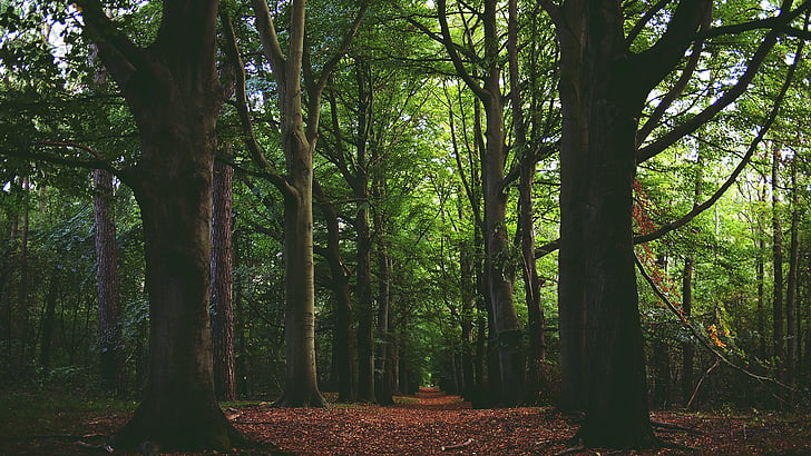 pathway, tall, trees, forest, woods, leaves, nature