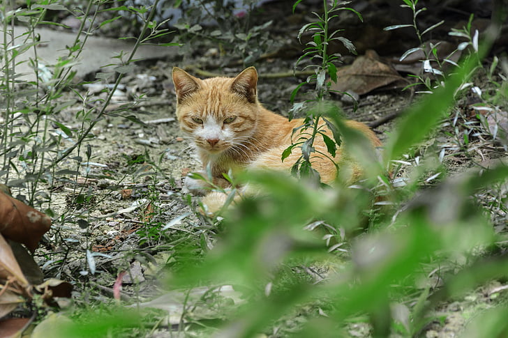 cat, courtyard, grove, nap, rest, apology, afternoon