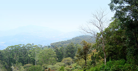 Landschaft, Landschaft, Loolecondera, deltota, Sri lanka, Ceylon