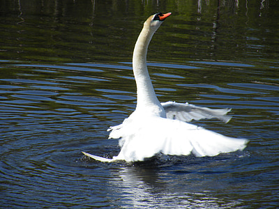Swan, liar, satwa liar, Kolam, di luar rumah, hewan, alam