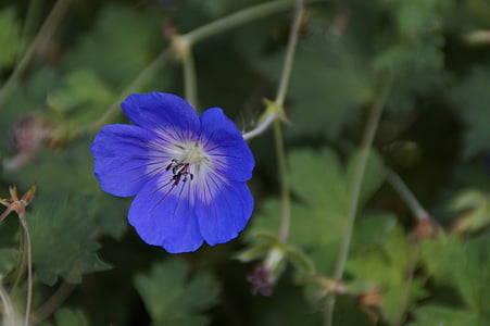 Cranesbill, flor, flor, azul, Verão, cobertura do solo, flor