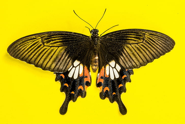 butterfly, insect