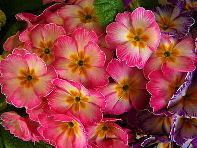 spring flowers, pink, primrose