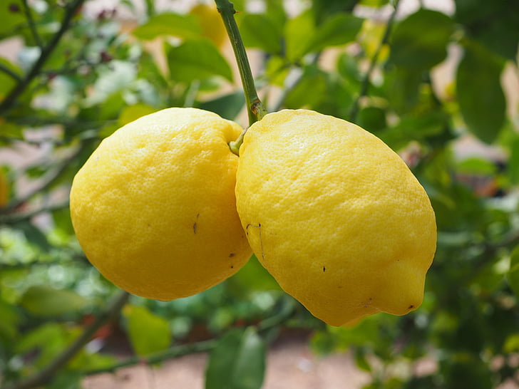 Zitrone, Limone, Zitronenbaum, Citrus × Limon, Zitrus, Obst, tropische Früchte