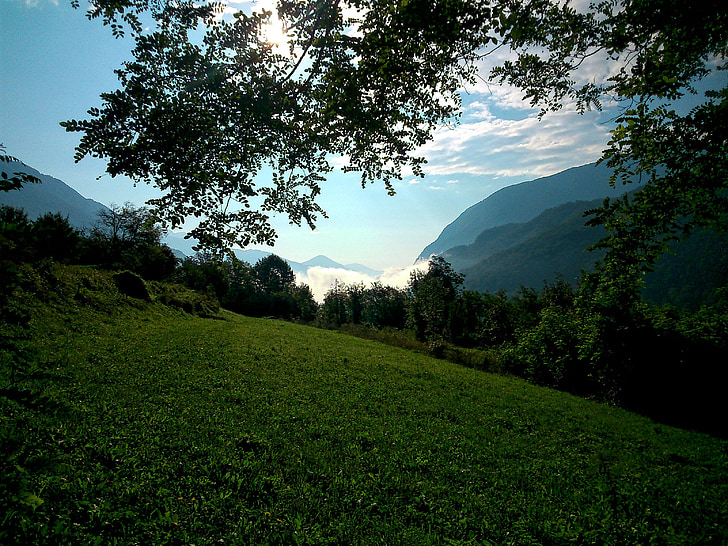 natur, green, tree, nature background, breginjski kot, slovenia, forest