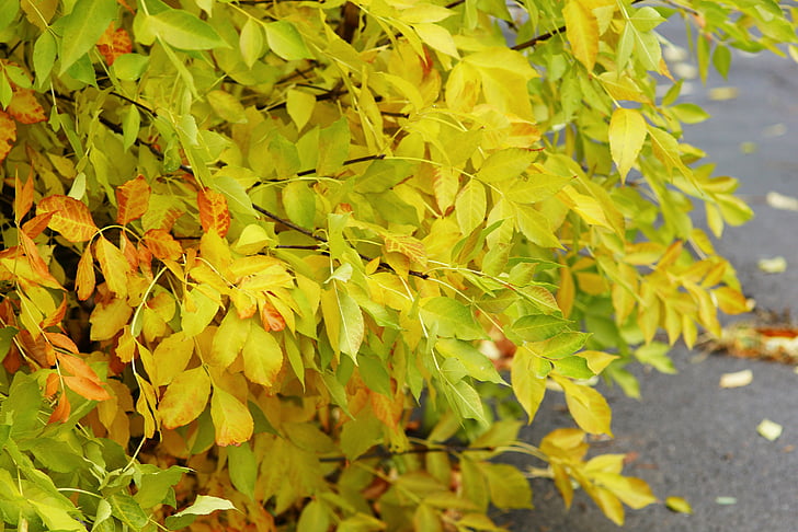 jeseni, listi, drevo, Jesenski listi, rumeni listi, narave, zlati jeseni