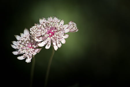 masterwort grande, Umbelliferae, Astrantia grande, flor, flor floresta, flor pontiaguda, natureza