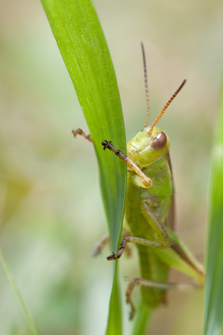 bug, grasshopper, nature, insect, wildlife, green, summer