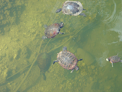 Schildkröten, Wasser, See, Teich, Reptilien, Tiere, Schwimmen