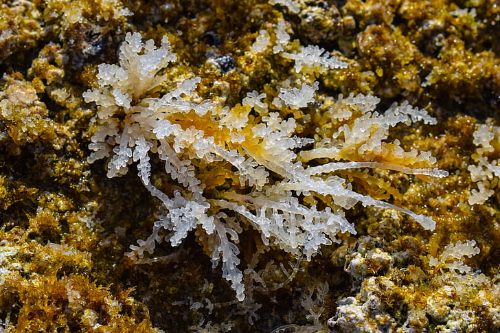 algues, blanc, transparents, natura, Mar, vida silvestre