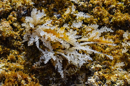 morskih alg, bela, pregleden, narave, morje, prosto živeče živali
