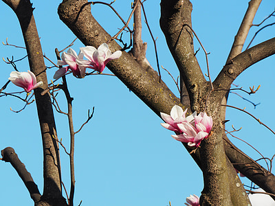 Magnolia, Blossom, blomst, våren, stammen, kontrast, natur