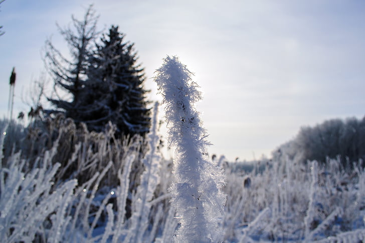 rijm, plant, Iced, koude, Icy, Frost, natuur