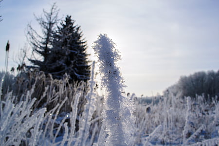 hoarfrost, plant, iced, cold, icy, frost, nature