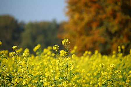 ฤดูใบไม้ร่วง, oilseed rape, เขตข้อมูลของ rapeseeds, ใบไม้ร่วง, ฤดูร้อนของอินเดีย, ฟิลด์, ฤดูหนาว oilseed rape