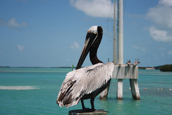 Florida, Key west, Pelikan, Natura, wody, ptaki morskie, zwierząt
