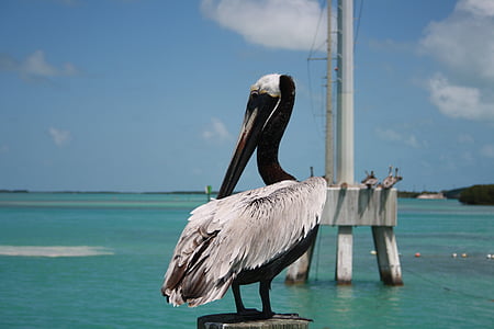 Florida, Key west, Pelikan, doğa, su, deniz kuşları, hayvan