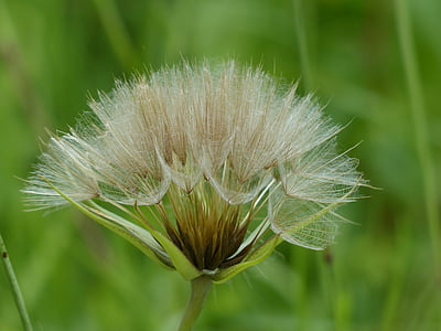 dandelion, infructescence, meadows dubius, tragopogon pratensis, flower, composites, asteraceae