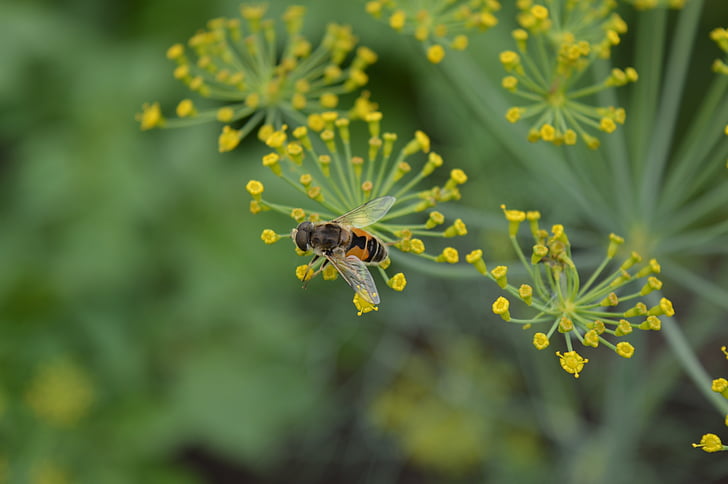 dill, wasp, pollen, insect