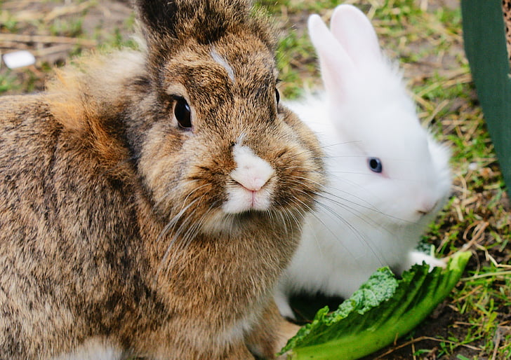 rabbits, fur, cute, bunny, animal, pet, furry